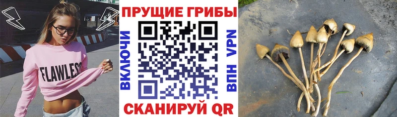 кракен tor Сычёвка Псилоцибиновые грибы прущие грибы